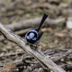 Malurus cyaneus at Red Hill, ACT - 27 Jul 2019