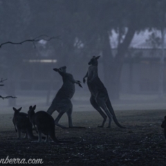 Macropus giganteus (Eastern Grey Kangaroo) at Garran, ACT - 27 Jul 2019 by JonSteinbeck