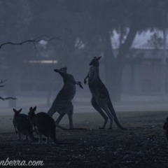 Macropus giganteus (Eastern Grey Kangaroo) at Garran, ACT - 26 Jul 2019 by BIrdsinCanberra