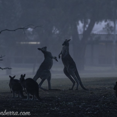 Macropus giganteus (Eastern Grey Kangaroo) at Garran, ACT - 27 Jul 2019 by JonSteinbeck