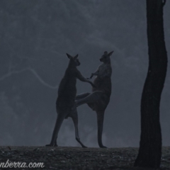 Macropus giganteus at Garran, ACT - 27 Jul 2019