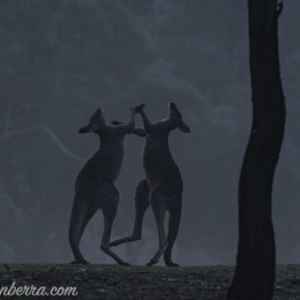 Macropus giganteus at Garran, ACT - 27 Jul 2019