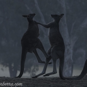 Macropus giganteus at Garran, ACT - 27 Jul 2019