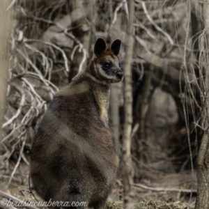 Wallabia bicolor at Red Hill, ACT - 27 Jul 2019