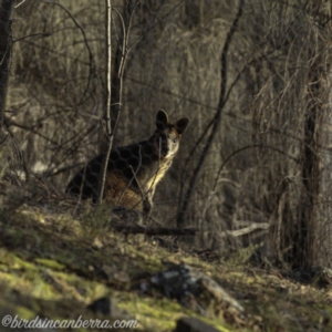 Wallabia bicolor at Red Hill, ACT - 27 Jul 2019