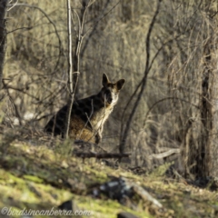 Wallabia bicolor at Red Hill, ACT - 27 Jul 2019