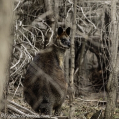 Wallabia bicolor at Red Hill, ACT - 27 Jul 2019