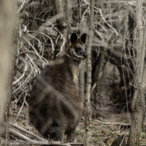 Wallabia bicolor at Red Hill, ACT - 27 Jul 2019