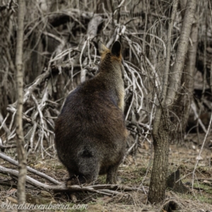 Wallabia bicolor at Red Hill, ACT - 27 Jul 2019