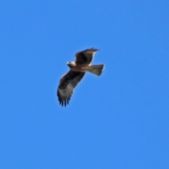 Hieraaetus morphnoides (Little Eagle) at Tidbinbilla Nature Reserve - 18 Oct 2017 by RodDeb