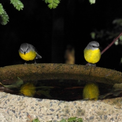 Eopsaltria australis (Eastern Yellow Robin) at ANBG - 30 Jul 2019 by TimL