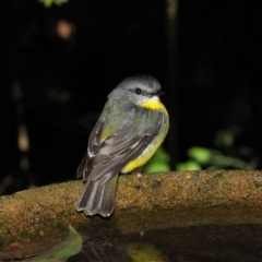 Eopsaltria australis at Acton, ACT - 30 Jul 2019