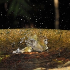 Acanthiza lineata (Striated Thornbill) at ANBG - 30 Jul 2019 by Tim L