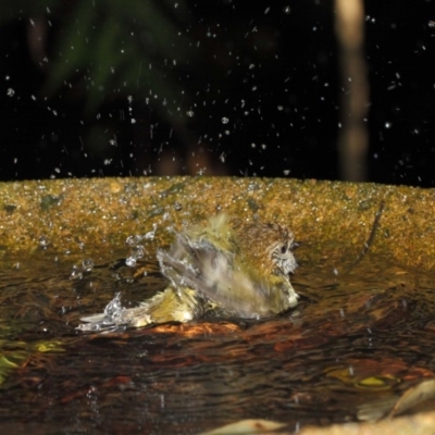 Acanthiza lineata (Striated Thornbill) at ANBG - 30 Jul 2019 by Tim L