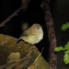 Acanthiza lineata at Acton, ACT - 30 Jul 2019