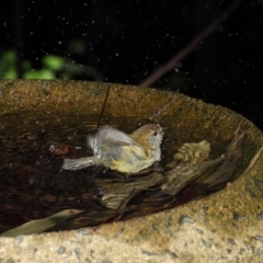 Acanthiza lineata at Acton, ACT - 30 Jul 2019