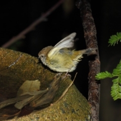 Acanthiza lineata at Acton, ACT - 30 Jul 2019