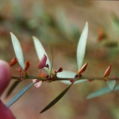 Daviesia mimosoides (Bitter Pea) at Conder, ACT - 17 Dec 1999 by MichaelBedingfield