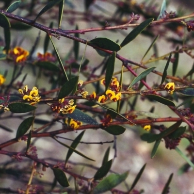Daviesia mimosoides (Bitter Pea) at Theodore, ACT - 27 Sep 2000 by MichaelBedingfield