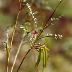 Indigofera adesmiifolia (Tick Indigo) at Tuggeranong Hill - 23 Nov 1999 by michaelb