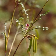 Indigofera adesmiifolia (Tick Indigo) at Conder, ACT - 24 Nov 1999 by MichaelBedingfield