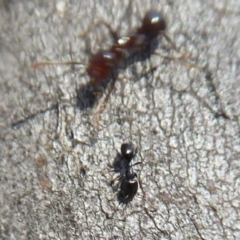Unverified Ant (Hymenoptera, Formicidae) at Acton, ACT - 2 Aug 2019 by Christine