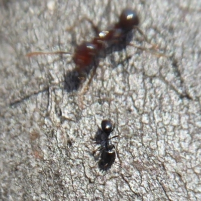 Unverified Ant (Hymenoptera, Formicidae) at Acton, ACT - 2 Aug 2019 by Christine
