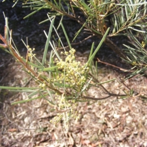 Acacia boormanii at Hall, ACT - 2 Aug 2019