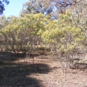 Acacia boormanii at Hall, ACT - 2 Aug 2019