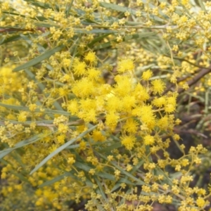 Acacia boormanii at Hall, ACT - 2 Aug 2019