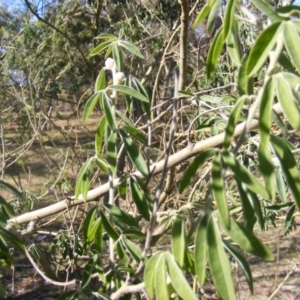 Chamaecytisus palmensis at Hall, ACT - 2 Aug 2019 12:36 PM