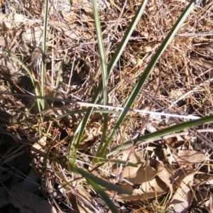 Dianella sp. aff. longifolia (Benambra) at Hall, ACT - 2 Aug 2019