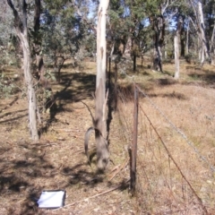 Dianella sp. aff. longifolia (Benambra) at Hall, ACT - 2 Aug 2019