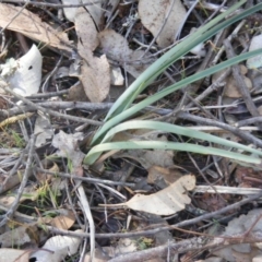 Dianella sp. aff. longifolia (Benambra) at Hall, ACT - 2 Aug 2019