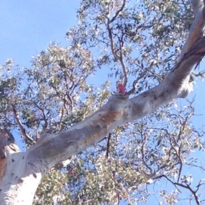 Eolophus roseicapilla at Aranda, ACT - 4 Aug 2019