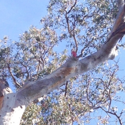 Eolophus roseicapilla (Galah) at Aranda Bushland - 4 Aug 2019 by KMcCue