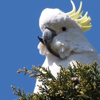 Cacatua galerita (Sulphur-crested Cockatoo) at Florey, ACT - 5 Aug 2019 by Kurt