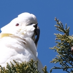 Cacatua galerita at Florey, ACT - 5 Aug 2019