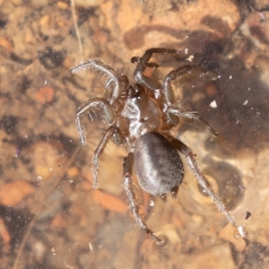 Paraembolides sp. (genus) at Cotter River, ACT - 4 Aug 2019 12:25 PM