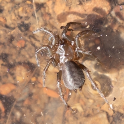 Paraembolides sp. (genus) (A Slender Funnel-web spider) at Cotter River, ACT - 4 Aug 2019 by rawshorty