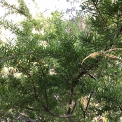 Grevillea juniperina subsp. sulphurea at Berrima, NSW - 4 Aug 2019 by KarenG