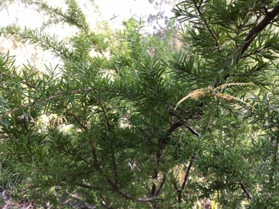 Grevillea juniperina subsp. sulphurea at Berrima - 4 Aug 2019 by KarenG