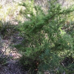 Grevillea juniperina subsp. sulphurea at Berrima - 4 Aug 2019