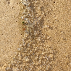 Unverified Jellyfish or Hydroid  at Tura Beach, NSW - 5 Aug 2019 by Steff