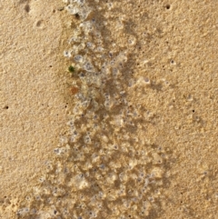 Unidentified Jellyfish / hydroid  at Bournda National Park - 5 Aug 2019 by Steff