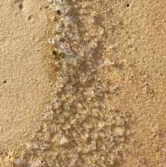 Unidentified Jellyfish / hydroid  (TBC) at Tura Beach, NSW - 5 Aug 2019 by Steff