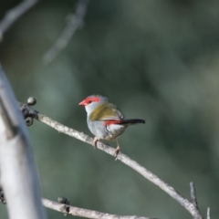 Neochmia temporalis (Red-browed Finch) at Wingecarribee Local Government Area - 30 Nov 2018 by NigeHartley