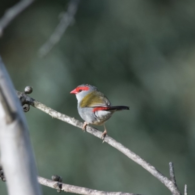 Neochmia temporalis (Red-browed Finch) at Penrose - 30 Nov 2018 by NigeHartley