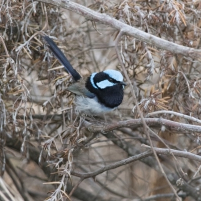 Malurus cyaneus (Superb Fairywren) at Wingecarribee Local Government Area - 30 Nov 2018 by NigeHartley