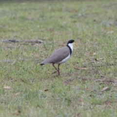 Vanellus miles (Masked Lapwing) at Penrose - 5 Dec 2018 by NigeHartley